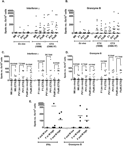 Figure 5. In vitro stimulation with PV1 peptides increases cytokine secretion in PMBC obtained from HNSCC patients (n = 16).The graphs show the: (A) IFNγ and (B) granzyme B secretion from PBMC of patients in the ex vivo and cytotoxic (CTX) ELISPOT assays. Prior to peptide vaccine stimulation (ex vivo), inherent T-cell response against M6, F1 and PV1 is low. The level of cytokine secretion increased after the T-cells were stimulated by peptide-pulsed DCs (CTX). Ex vivo assays were conducted by exposing PBMCs to peptides in overnight cultures and measuring the response. In the CTX assay, T cells were co-cultured with autologous peptide-pulsed DC and expanded with IL-2 prior to incubation with the respective target cell lines in overnight cultures. Fold change increment of: (C) IFNγ and (D) granzyme B secreting T-cell post M6, F1, PV1 and FluM peptides stimulation is shown. (E) Patients were placed into 3 groups based on the intensity of MAGED4B and FJX1 staining of their tumour tissues. Patients with high expression of MAGED4B/FJX1 in their tumours have better responses when stimulated with PV1, and secrete higher levels of IFNγ and granzyme B in the cytotoxic ELISPOT assay, compared to patients with low expression of these proteins. 195M cells were used as target cells for T cells stimulated with MAGED4B peptide and C666.1F was used for T cells stimulated with FJX1 peptide.