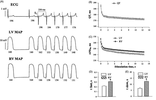 Figure 1. Basal electrophysiological recordings and the rate adaptation of QT interval and action potential duration in LV and RV chamber. Panel A shows representative ECG and monophasic action potentials (MAP) recorded at the left ventricular (LV) and the right ventricular (RV) epicardium upon an abrupt acceleration of the cardiac activation rate. In each recording, the numbers below traces indicate the duration (ms) of the QT interval and MAP measured during spontaneous beating (first cardiac cycle) and immediately upon initiation of the rapid S1–S1 pacing. The vertical dotted lines indicate the moments of the pacing stimulus (S1) application. In panels B and C, the mean QT values and ventricular action potential durations (APD90) from all experimental groups were determined in 50 S1 beats during pacing at a cycle length of 250 ms, and plotted vs. time from the beginning of stimulation. The QT and APD90 plots were fitted by a double exponential function, in order to determine the time constants (τ) of the fast and slow component of the rate adaptation. Panels D and E illustrate the LV vs. RV difference in τfast and τslow, respectively (*p < .05 vs. the LV value).