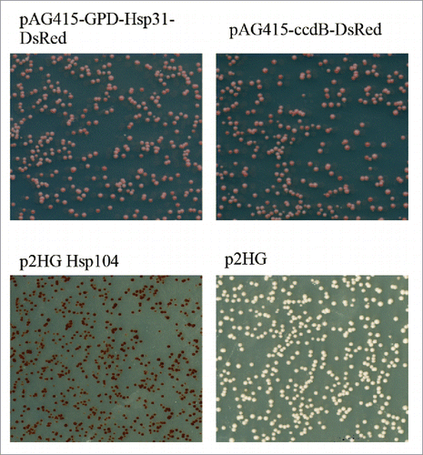 FIGURE 2. Hsp31 cannot resolve the Sup35 amyloids. [PSI+] cells were transferred with pAG415-GPD-Hsp31-DsRed, p2HG Hsp104 and their corresponding empty vectors. Cultures were incubated at 30°C for 16 hrs before plating on ¼ YPD medium to develop colony color. Change from white to red color phenotype demonstrated curing. Hsp104 is able to cure the [PSI+] phenotype as seen by the red colonies. Hsp31 expression under these conditions can transiently reduce prion aggregation as shown by semi-denaturing gels and microscopy but is not able to cure prions.