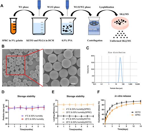 Figure 2 The preparation of SK@MS. (A) The schematic illustration of the preparation of SK@MS. (B) The SEM of SK@MS (scale bar = 10 μm). (C) The size distribution of SK@MS. (D and E) The SK@MS showed stable particle size and loading efficiency when stored under 4°C or 25°C & 50% humidity, and (F) SK@MS showed a sustained release in vitro.