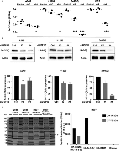 Figure 5. USP18 statistically-significantly affected 14-3-3ζ protein expression in lung cancer cells. (a) Knock-down of USP18 expression by individual shRNAs was independently achieved in two murine and two human cancer cell lines. As displayed in this figure this led to decreased 14-3-3ζ expression as measured by RPPAs. (b) Immunoblot assays were done to validate the results. The symbols indicated *P < .05 and *** P < .001, respectively. (c) HA-pull-down was done independently for control, HA-ISG15, HA-14-3-3ζ and HA-ISG15 + HA-14-3-3ζ co-transfection in 293 T cellular lysates. Proteins were loaded in each lane as shown. Gel regions between 20kDa and 37kDa (boxes with solid lines) and those between 37kDa and 75kDa (boxes with dashed lines) were separately isolated, digested with trypsin and analyzed by mass spectrometry. The asterisk indicated successful pull-down of HA-14-3-3ζ protein. This figure showed in isolated 293 T cellular lysates that human 14-3-3ζ peptides were detected by mass spectrometry.