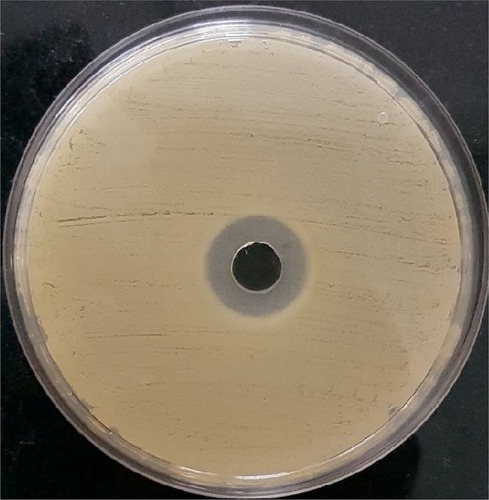 Figure 10 Antibacterial activity of the formulated nanoemulsion against Staphylococcus aureus by agar well diffusion assay.