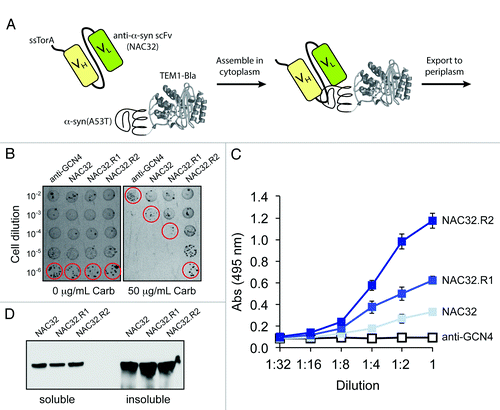 Figure 2. Use of the Tat folding sensor combined with hitchhiker mechanism to select intracellular antibodies. (A) Schematic representation of engineered assay for co-translocation of interacting receptor-ligand pairs via the Tat translocase. The Tat signal peptide chosen was ssTorA, the reporter enzyme was Bla, and the receptor-ligand pair was the anti-α-syn scFv intrabody NAC32 and the α-syn(A53T) protein. (B) Selective plating of E. coli cells co-expressing α-syn(A53T)-Bla with ssTorA-NAC32 or library-selected NAC32 derivatives. Overnight cultures were serially diluted in liquid LB and plated on LB agar supplemented with carbenicillin (Carb). Clone NAC32.R1 was derived from wt NAC32 following an initial round of error-prone PCR mutagenesis and selection on 50 μg/mL Carb. A second round of error-prone PCR mutagenesis, using NAC32.R1 as template, and selection on 100 μg/mL Carb was used to isolate NAC32.R2. For sequences of these clones, see Figure S1. (C) Antigen binding activity and (D) western blot analysis of NAC32 and library-selected derivatives. NAC32 and its derivatives were expressed from plasmid pET-28a without the ssTorA signal peptide and with a C-terminal FLAG epitope tag. Binding activity in cell lysates was measured by ELISA with microtiter plates coated with α-syn(A53T) as antigen. Western blot analysis of soluble and insoluble fractions was according to standard protocols. Detection was with anti-FLAG antibodies.