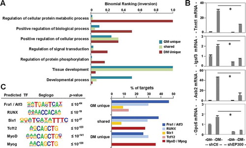 Figure 2. Functional annotation of p300-associated loci.(A) GO enrichment analysis of p300-associated loci. Bar graph represents an inversion of binomial ranking for each term as output by GREAT. (B) RT-qPCR analysis of gene expression levels for p300-dependent differentiation responsive targets is presented as fold change relative to proliferating myoblasts, after normalization to internal control (error bars: SEM; n = 3; *, P <0.05). (C) De novo motif analysis of p300 loci, where top-ranked motifs are displayed with P values for the motifs being equal to or lower than the one stated in each category. Percentages of p300 loci bound by the predicted transcription factor motifs are presented as a bar graph to the right.