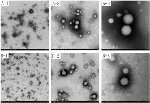 Figure 2. TEM images of PLGA nanoparticles (A) and 2-HP-β-CD/PLGA nanoparticle complexes (B). (1: TEM ×5000; 2: TEM ×20000; 3: TEM ×50000; Bar = 200 nm). PLGA, Polylactic-co-glycolic acid; 2-HP-β-CD, 2-HP-β-cyclodextrin.