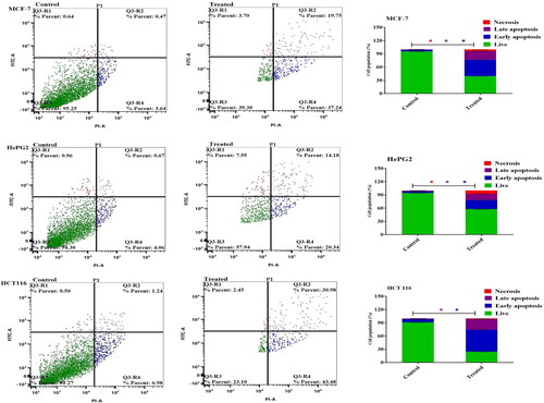 Figure 7. Cellular apoptosis of MCF-7, HePG2, and HCT 116 treated with metformin-loaded nanoemulsion for 48h. Dot plots depict apoptotic cell distribution following annexin V-FITC/PI staining. Column charts represent a quantitative evaluation of apoptotic cell percentage post-Metformin-loaded nanoemulsion treatment. Data are presented as the mean ± SD.