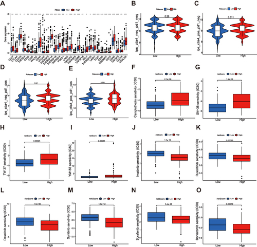 Figure 9 Correlations between the risk signature and immune checkpoints and drug susceptibility in HCC. (A) Expression of immune checkpoints in two risk groups. (B–E) Efficacy analysis of different risk groups for immune checkpoint inhibitors. Sensitivity of various cytotoxic drugs (F–I) and small-molecule targeted agents (J–O) in high- and low-risk groups of HCC patients. The asterisks represented the statistical p value (*P<0.05; **P < 0.01; ***P < 0.001).