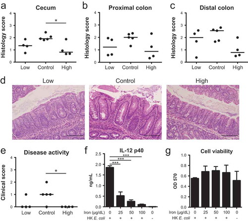 Figure 6.: Dietary iron impacts the development of colitis in Il10−/- mice. Ex-GF Il10−/- mice were maintained on an iron-deficient (low), control or iron supplemented (high) diet. (A–C) Histology scores (0–4) of the (A) cecum, (B) proximal colon and (C) distal colon. (D) Representative H&E histology at 200x of the ceca. Scale bar = 20 μm. (E) Clinical activity scores (0–4) after 4 weeks. (F + G) Macrophages were stimulated with heat-killed E. coli and cultured with iron for 8 h to assess: (F) IL-12 p40 secretion and (G) macrophage viability by MTT assay. Data are represented as the mean ± SEM of three independent experiments. P-values were determined by one-way ANOVA. * p< 0.05, ** p < 0.01, *** p < 0.001.