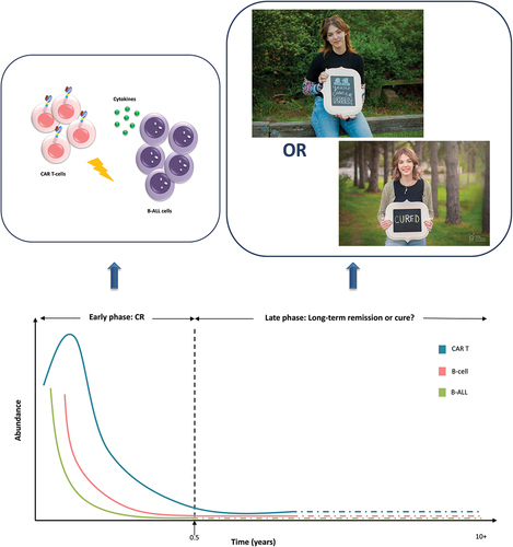 Figure 1. Long-term remission or cure? The leukemic clone was not detected in the blood or marrow by deep molecular sequencing on day 180 after CAR T-cell administration.Citation4 The actual B-ALL cell and CAR T-cell status of Emily remains unclear, on whether the malignant burden was completely eradicated soon after the CAR T-cell infusion, or whether some potentially remaining active CAR T-cells destroyed very few residual B-ALL cells. Emily Whitehead remains 11-year cancer-free celebrating a cure, with early disease eradication constituting a possible hypothesis. Photo credit: reproduction with permission from the Emily Whitehead Foundation.