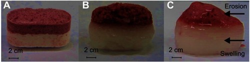Figure 4 Bilayer tablet after dissolution of (A) 0, (B) 60, and (C) 240 minutes.