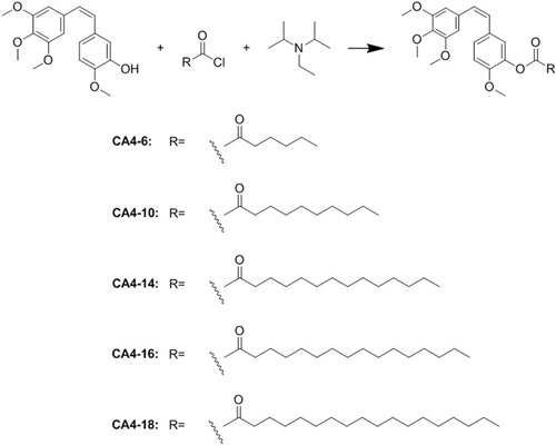 Figure 2 Synthesis of CA4 prodrugs with fatty chains attached to the 3′-position of the CA4 B-ring.Abbreviation: CA4, combretastatin A4.