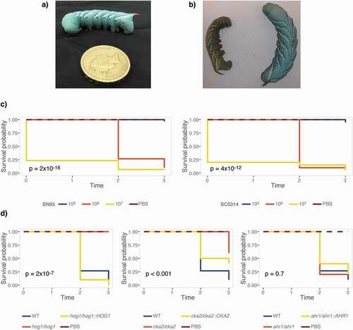 Figure 1. M. sexta caterpillars are susceptible to infections with C. albicans at their standard maintenance temperature of 25°C. (a) 13-day old M. sexta fifth instar caterpillar prior to injection, weighing ~2 g. Its distinguishing feature, the reddish horn at the posterior, is clearly visible. (b) 24 hours post injection with the C. albicans wild-type strain SC5314, the dead animal on the left has lost color and turgidity compared to the live PBS control animal on the right. (c) Groups of 10 animals were infected with C. albicans SN95 or SC5314 wild-type strains. Kaplan-Meier curves show dose-dependent killing of caterpillars as indicated by the inset p-values for overall differences, excluding PBS controls. (d) Survival curves of 10 animals per group infected with 107 cells of C. albicans mutants that have attenuated virulence phenotypes in mice or epithelial cell models. The hog1∆/∆ and cka2∆/∆ mutants exhibit attenuated virulence, while virulence of the ahr1∆/∆ mutant is comparable to wild type. The hog1∆/∆ mutant differs significantly from the wild type (p = 0.0001), while the complemented strain hog1/hog1::HOG1 kills M. sexta at a level comparable to that of the wild-type strain (p = 0.21). The cka2∆/∆ mutant is significantly less virulent than the wild type (p = 0.00021), while the complemented strain cka2/cka2::CKA2 is not (p = 0.054). Shown is one of two comparable biological replicates.