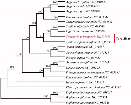 Figure 1. Maximum likelihood phylogenetic tree for Semenovia gyirongensis based on 21complete chloroplast genomes. The number on each node indicates bootstrap support value.