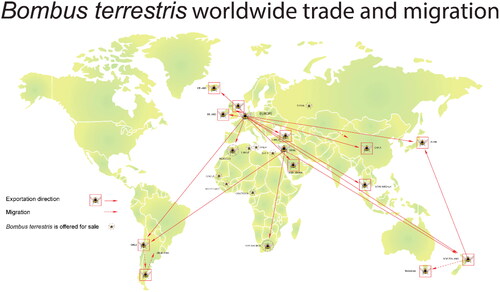 Figure 1. Global trade map of Bombus terrestris exportation (shown with squares) from the Netherlands, Belgium (Koppert and BioBest companies, respectively), and Israel (Biobee company).Note: Dotted circles indicate locations where B. terrestris is listed for sale, but there is no confirmation of actual importation. Uruguay and Mexico are not included, since importations were occasional and they are no longer importing. This information is limited by the availability of data for certain areas. For example, we do not include trade within the inner mainland of Europe or the occasional exportations from Spain to Chile. Exportation to Japan is restricted but not prohibited. The information presented here was obtained on official websites, social media (links derived from https://www.koppert.com; https://www.biobee.com) and scientific references (Lee and Kim Citation2019; Montalva, Arroyo, and Ruz Citation2008; Kratochwil Citation2016; Dafni et al. Citation2010). This map was modified and updated from Montalva, Arroyo, and Ruz (Citation2008).