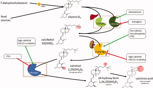 Figure 4. Systemic vitamin D3 metabolism and its regulation. FGF23: fibroblast growth factor 23; PTH: parathyroid hormone.