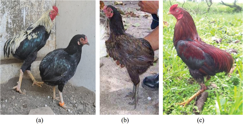 Figure 3. Feather colour variation of Tukong chicken (a) private collection, (b) Gufroni and Ibrahim (Citation2005), (c) Tribudi et al. (Citation2020).