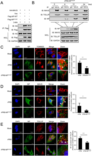 Figure 7. Tyrosine at position 313 of NP is the key residue for the interaction of MAVS with NP. (A) HEK293T cells were transfected with PR8-NP or PR8-NPY313F before co-IP with anti-Flag antibody. (B) A549 cells were infected with rPR8-NPY313F virus for the indicated times before co-IP with anti-MAVS antibody. (C) U2OS cells were infected with rPR8 or rPR8-NPY313F virus, respectively. Twenty hours later, the cells were fixed and stained with anti-NP and anti-TOMM20 before confocal microscopy. Scale bar: 20 μm. The right panel shows the quantification of Pearson’s colocalization coefficient between NP and TOMM20. (D) U2OS cells were infected with rPR8 or rPR8-NPY313F virus, respectively. Twenty hours later, the cells were fixed and stained with anti-NP and anti-MAVS before confocal microscopy. Scale bar: 20 μm. The right panel shows the quantification of Pearson’s colocalization coefficient between NP and MAVS. (E) U2OS cells were infected with rPR8 or rPR8-NPY313F virus, respectively. Twenty hours later, the cells were fixed and stained with anti-NP and anti-TOLLIP before confocal microscopy. Scale bar: 20 μm. The right panel shows the quantification of Pearson’s colocalization coefficient between NP and TOLLIP. Results are representative of three independent experiments.