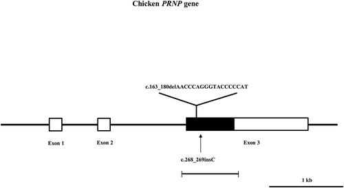 Figure 2. Gene map and polymorphism identified in the chicken prion protein gene (PRNP) on chromosome 22. The open reading frame (ORF) is indicated by a shaded block and the 5ʹ and 3ʹ untranslated regions (UTRs) are indicated by white blocks. Horizontal bars with edges indicate the regions sequenced. Arrows indicate the polymorphisms found in this study. The Y-shaped bar indicates the hexapeptide deletion polymorphisms identified in the chicken PRNP gene.