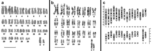 Figure 1. (a), Karyotype of a male Myrmecophaga tridactyla from Alberdi, Province of Santiago del Estero. (b), G-banded karyotype of M. tridactyla from Copo, Province of Santiago del Estero. (c), Ideogram of a male M. tridactyla based on the G-banded karyotype Scale bars: 10 µm.