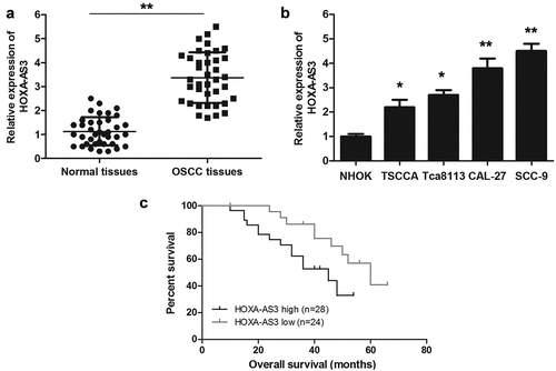 Figure 1. HOXA-AS3 expression is upregulated in OSCC tissues and cell lines. (a) The expression of HOXA-AS3 in OSCC tissues and para-cancerous tissues was measured using qRT-PCR. (b) Expression levels of HOXA-AS3 in NHOK and OSCC cell lines (TSCCA, CAL-27, SCC-9, and Tca8113) were detected via qRT-PCR. (c) The Kaplan-Meier survival curve indicated that the prognosis of patients in HOXA-AS3 high-expression group was significantly worse than that of patients in HOXA-AS3 low-expression group. *P < 0.05, **P < 0.01