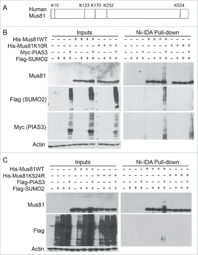 Figure 4. Lysines 10 and 524 are essential for Mus81 sumoylation. (A) Schematic presentation of Mus81 with 5 lysine residues that largely conform to sumoylation consensus motif. (B) HEK293 cells were transfected with various expression plasmid constructs as indicated for 48 h after which equal amounts of cell lysates were incubated with Ni-IDA resin. Proteins specifically bound to the resin were eluted and blotted, along with lysate inputs, for Mus81, Flag (SUMO2), Myc (PIAS3), and/or ß-actin. (C) HEK293 cells were transfected with various expression plasmid constructs as indicated for 48 h after which equal amounts of cell lysates were incubated with Ni-IDA resin. Proteins specifically bound to the resin were eluted and blotted, along with lysate inputs, for Mus81, Flag, and/or ß-actin.