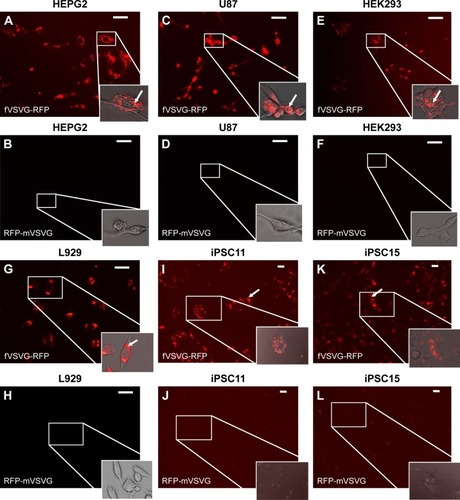 Figure 6 Exosome uptake in mammalian cells.Notes: Uptake of pseudotyped exosomes in various cell lines (HEPG2, U97, HEK293, L929, iPSC11, and iPSC15) was compared between fVSVG and mVSVG. Cultured cells were treated with either fVSVG-RFP or RFP-mVSVG in a 96-well plate. Enhanced uptake of fVSVG was evident (A–C and G–K) compared to mVSVG (D–F and H–L). Following exosome incubation for 48 hours, images were taken with fluorescent microscopy at 20× magnification for HEPG2, U97, HEK293, and L929 cells (scale bar 20 µm). For iPSC11 and iPSC15 cells, images were taken after exosome incubation for 24 hours at 10× magnification (scale bar 10 µm). Arrows point to internalized RFP-labeled exosomes.Abbreviations: VSVG, vesicular stomatitis virus glycoprotein; fVSVG, full-length VSVG; mVSVG, minimal VSVG.