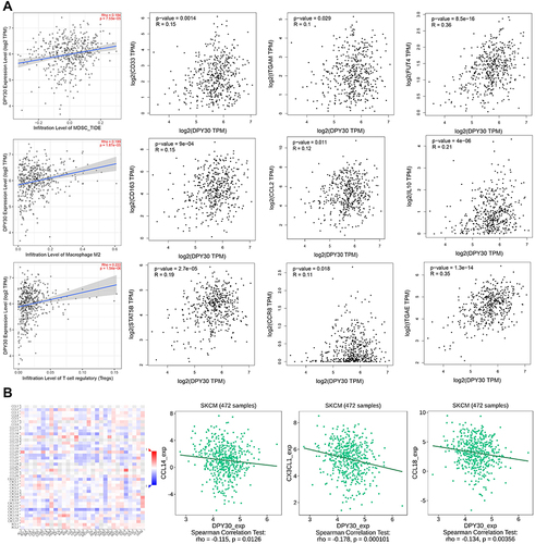 Figure 4 Correlations of DPY30 with immune infiltration level in SKCM. (A) Correlations of DPY30 expression with immunosuppressive cells and markers of (MDSCs, TAMs, and Tregs). (B) Correlation between DPY30 expression and chemokines.