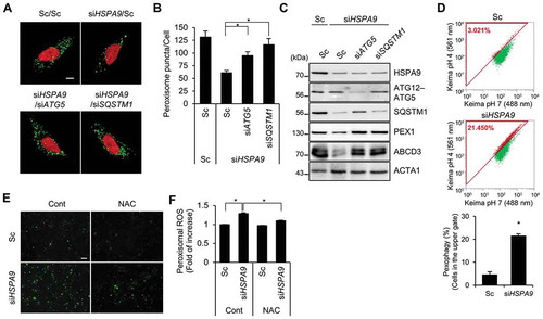Figure 6. Depletion of HSPA9 induces pexophagy in neuroblastoma cells. (A-C) SH-SY5Y cells were transfected with scrambled siRNA (Sc) or HSPA9-targeting siRNA (siHSPA9) in the presence or absence of ATG5- or SQSTM1-targeting siRNA (siATG5 and siSQSTM1, respectively). After 5 d, the cells were stained with DRAQ5 and anti-ABCD3 antibody to get images with confocal microscopy (A). The number of peroxisomes per cell was calculated (B). The cells were further analyzed by western blotting with indicated antibodies (C). (D) SH-SY5Y cells stably expressing dKeima-PTS1 (SY5Y/Pexo-Keima) were transfected with Sc or siHSPA9 for 4 d. The cells were analyzed by flow cytometry. (E and F) SH-SY5Y cells stably expressing HyPer-PTS1 (SY5Y/HyPer-PTS1) were transfected with Sc or siHSPA9 and treated with or without NAC (1 mM). After 3 d, peroxisomal ROS were imaged by fluorescence microscopy (E) and the fluorescence intensity was measured (F). Data are presented as the mean ± SEM (n = 3, * p < 0.05). Scale bar: 5 µm