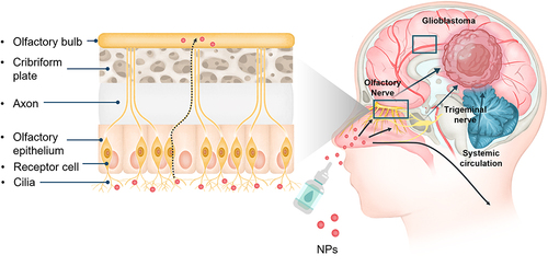 Figure 6 The strategy of NP in combination with intranasal drug delivery.