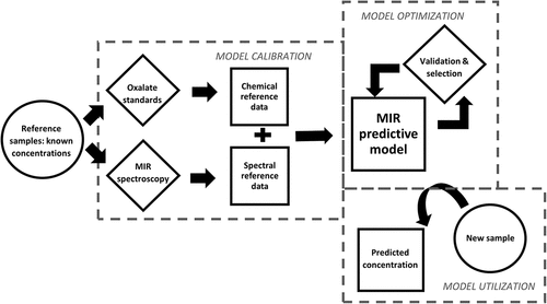Figure 1. Flow chart showing overview of the development of a mid-infrared (MIR) spectroscopic technique to predict oxalate concentrations in new samples using only spectral information. The model is calibrated by correlation between oxalate concentrations and spectral data of a reference dataset. Several models may be developed due to different possible combinations of predictive model components; thus, the best-performing model is selected by validation procedures.