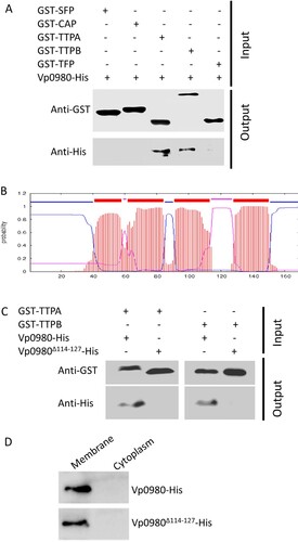 Figure 4. Vp0980 interacts with TTPA and TTPB. (A) GST-fusion of scaffold protein (GST-SFP), capsid protein (GST-CAP), tail tubular protein A (GST-TTPA), tail tubular protein B (GST-TTPB) and tail fiber protein (GST-TFP) were bound on glutathione agarose beads. After washing, 6xHis-tagged Vp0980 was added to the glutathione beads preloaded with each phage protein (input). After additional washing, the bound proteins were eluted for western blotting using anti-GST (upper panel) or anti-His (lower panel) monoclonal antibodies (output). (B) Bioinformatics analysis of Vp0980 with the TMHMM Server revealed four transmembrane regions (extracellular regions are shown as pink, and intracellular regions are shown as blue). (C) A pulldown assay was performed using GST-TTPA or GST-TTPB and 6xHis-tagged Vp0980 or Vp0980Δ114-127 as the input. Western blotting was performed using anti-GST or anti-His antibodies for elution (output). (D) Localization of Vp0980 and Vp0980Δ114-127. Δvp0980:pvp0980 (upper panel) or Δvp0980:pvp0980Δ114-127 (lower panel) were cultured, and the bacterial pellet was sonicated. Following centrifugation, the supernatant was ultracentrifuged to separate cytoplasmic proteins (supernatant) and membrane proteins (pellet). Both cytoplasmic (right lane) and membrane proteins (left lane) were subjected to western blotting using an anti-His antibody.