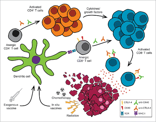 Figure 1. Turning the tide: restoring the function of anergic tumor-infiltrating CD8 (T) cells. Tumors can induce immune suppression through a variety of mechanisms including the induction of T cell anergy. Treatment with immunotherapy agents including T cell agonists (e.g., anti-OX40, anti-4-1BB, anti-CD27, anti-GITR mAb) and checkpoint blockade (e.g., anti-CTLA-4, anti-PD-1 mAb) enhance anti-tumor immunity leading to tumor regression. However, these combinations alone are not sufficient to restore the function of anergic cytotoxic CD8+ T cells. The addition of exogenous tumor-specific vaccines or in situ vaccination (e.g., chemotherapy, radiation therapy) plus dual anti-OX40/anti-CTLA-4 therapy can rescue anergic CD8+ T cells to promote tumor regression and significantly enhance long-term survival.