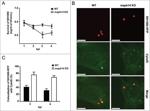 Figure 7. The importance of MAPK14 for S. aureus evading autophagy. (A) mapk14 KO and wild-type MEFs were infected with wild-type SH1000. Survival of intracellular S. aureus was measured hourly. Data are represented as mean ± SEM of 3 independent experiments. (B) mapk14 KO and wild-type MEFs were infected with SH1000-RFP and incubated with CytoID. Cells were fixed and analyzed by confocal microscopy, 3 hpi. Scale bars: 10 µm. (C) Quantification of the experiment shown in (B) for 3 and 4 hpi. The percentage of intracellular S. aureus colocalizing with CytoID is depicted. 50 cells per time point were analyzed. Data are represented as mean ± SEM of 2 independent experiments.