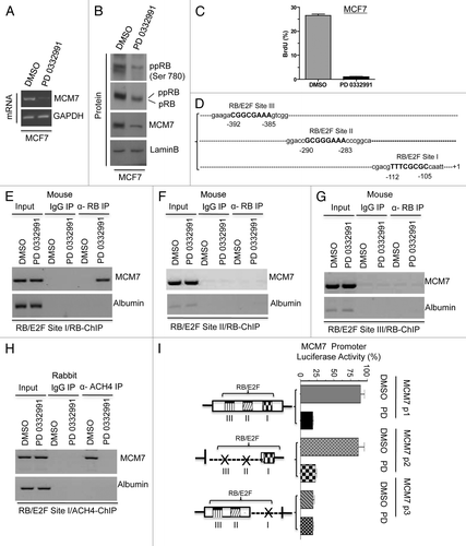 Figure 3. Analysis of transcriptional control in MCM7 gene in MCF7 cells in response to CDK4/6 inhibitor. (A) Semi-quantitative RT-PCR analysis of MCM7 and GAPDH mRNA expression. (B) Western blotting analysis of pRB, phospho RB (Ser 780), MCM7 and loading control lamin b. (C) Analysis of BrdU incorporation by flow cytometric analysis. (D) Schematic representation of RB/E2F-biding nucleotide sequences on MCM7 promoter. (E) Identification pRB association on RB/E2F consensus binding site I on MCM7 promoter (ChIP assay). (F) RB ChIP on RB/E2F consensus binding site II of MCM7 promoter in response to DMSO or PD 0332991 in MCF7 cells. (G) RB ChIP on RB/E2F consensus binding site III of MCM7 promoter in response to DMSO or PD 0332991 in MCF7 cells. (H) Identification acetylated histone 4 association on RB/E2F binding site I on MCM7 promoter (ChIP assay). (I) MCM7 promoter analysis (luciferase assay). Each data point is a mean ± SD from three or more independent experiments. p < 0.05 were considered as significant.