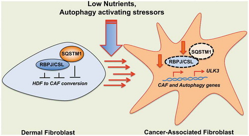 Figure 1. Control of RBPJ protein turnover in the tumor microenvironment. The transcriptional repressor that mediates NOTCH signaling, RBPJ, suppresses the gene expression program(s) leading from normal fibroblast to cancer-associated fibroblast (CAF) (left). RBPJ suppresses autophagy and mitophagy through transcriptional repression of the ULK3 gene, which, separately from these processes, causes CAF activation through GLI transcription factors. Conditions inducing autophagy, as often found in tumor stroma, cause the downregulation of RBPJ protein and concomitantly activate key CAF and autophagy effector genes. Mechanistically, RBPJ associates directly with the autophagy/signaling receptor SQSTM1, as part of a self-enforcing loop linking CAF activation with the autophagy process.