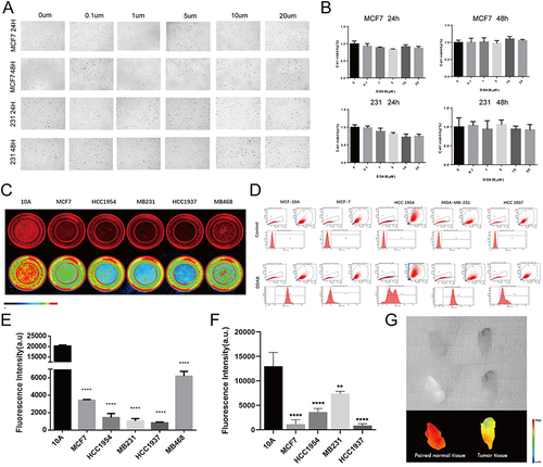 Figure 6 Validation of the efficiency of the targeted fluorescent probe DDAB. (A and B) DDAB fluorescent probe cytotoxicity assay. (C and E) Statistical plots of fluorescence imaging of DDAB probe molecules in breast cancer cells and their corresponding fluorescence values. (D and F) Flow analysis of DDAB fluorescent probe cells and their corresponding statistical plots. (G) Human breast cancer ex vivo tissue imaging experiments. (**p < 0.01, ****p < 0.0001).