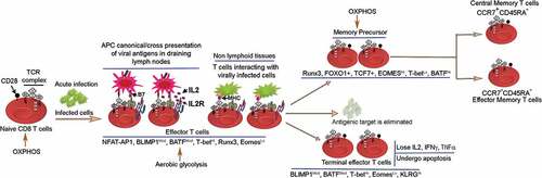 Figure 2. The CD8 T cell linear differentiation model. Naïve T cells in acute viral infections become activated in lymphoid tissues via canonical and cross presentation of viral antigens by antigen-presenting cells. The activation process ensues with the delivery of signal 1 + 2 and IL2 production. IL2 subsequently diffuses locally and binds IL2 receptor to generate high affinity IL2-R that promotes IL2-R mediating signaling pathway, which is important for proliferation and survival of antigen-specific CD8 T cells. Activated CD8 T cells react with virally infected cells and undergo proliferative expansion and differentiate into terminal T effector cells generating alongside memory precursors that differentiate further into central memory and T effector memory subsets. These memory subsets persist at various sites in vivo.Citation17–Citation20 The transcription factor expression pattern in CD8 T effector, T cell exhaustion and T cell memory subsets are shown