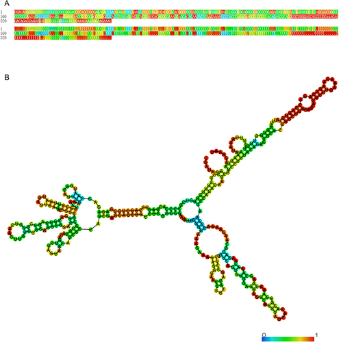 Figure 1 Optimal secondary structure of lncRNA HOXC-AS3. (A) sequence and dot-bracket notation, colored by base-pairing probability. (B) minimum free energy secondary structure of lncRNA HOXC-AS3, colored by base-pairing probability.