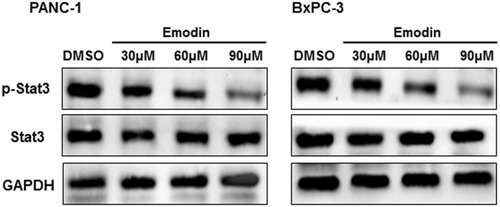 Figure 1 Emodin inhibits phosphorylation of Stat3 in pancreatic cancer cells. The PANC-1 and BxPC-3 cells were incubated with emodin at the concentration of 30, 60 or 90 μM. p-Stat3 expression in the cells was detected by Western blotting.