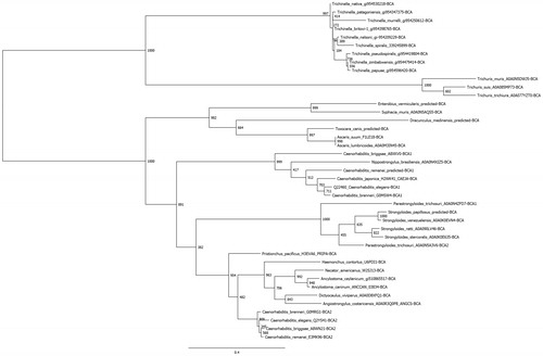 Figure 4. Phylogenetic analysis of nematode β-CAs. A total of 41 nematode β-CAs were aligned using Clustal Omega and used to perform a phylogenetic analysis using the LG model in the PhyML program, with 1000 bootstraps. Node values indicate bootstrap values. Any sequences which were predicted from the full genomic sequence are labeled as “predicted”.