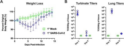 Figure 2. Primary SARS-CoV-2 infection causes weight loss and viral replication in the respiratory tract. (A) Body weight changes in hamsters after primary mock (green, n = 6) or SARS-CoV-2 infection (blue, n = 6). * denotes p≤0.01 between groups. (B) Viral titres in nasal turbinates and lungs on day 3 and 6 post-primary mock (green squares) or SARS-CoV-2 infection (blue circles) (n = 4/group/time point).