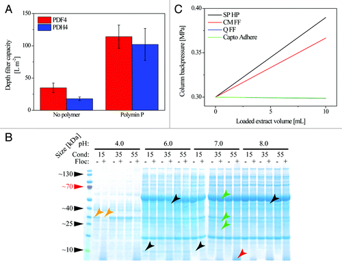 Figure 2. Effect of flocculants on filter capacity, HCPs and chromatography. (A) In the absence of flocculants, depth filters with a fine first layer (PDF4, 3 µm) achieved higher capacities, whereas no significant difference was achieved by adding flocculants before passing the feed stream through filters with a coarser first layer (PDH4, 8 µm). Error bars indicate standard deviation, n ≥ 3. (B) The HCP composition of a tobacco extract changes according to the pH, conductivity and presence of flocculant. The addition of 2 g L−1 Polymin P (+) results in a visible reduction in the abundance of some HCPs compared with polymer-free samples (–) specifically at pH 4.0 and 15 mS cm−1 (orange arrows). A characteristic smear < 10 kDa is present in all samples containing the polymer (red arrow). The extraction efficacy for certain HCPs changes with the buffer pH (black arrows), e.g., a 10-kDa protein is extracted at pH 6.0 but not 7.0 whereas a 50-kDa protein is extracted at pH 8.0 but not 6.0. Here, the potential target proteins (green arrows) have molecular masses of 27 kDa (DsRed) and 49.5/23 kDa (monoclonal antibody 2G12 heavy and light chain, respectively). In tobacco extracts, the antibody heavy chain band is superimposed on the of ribulose-1,5-bisphosphate carboxylase oxygenase large subunit. (C) Polymin P is present after depth filtration and bound to chromatography ligands with the opposing charge (SP and CM) in a 1-mL column, resulting in a significant pressure increase during sample loading at 1 mL min−1. Note: the pressure curves of Q FF and Capto Adhere overlap.