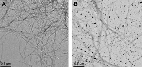 Figure 2 Electronic microscope image of the effect of nanoparticles on fibrillation of Aβ-proteins.Notes: (A) fibrillation with no nanoparticle and (B) fibrillation with nanoparticle.
