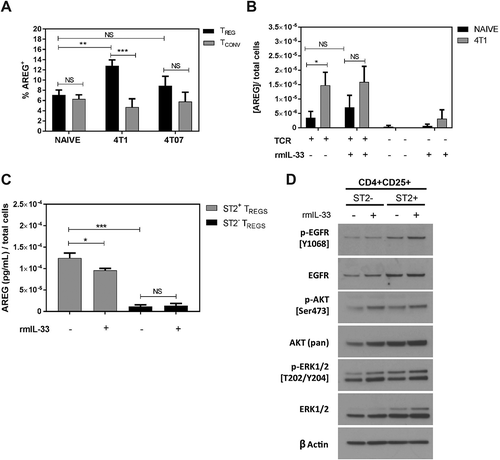 Figure 4. AREG expressing Tregs are increased in the lungs of 4T1 tumour-bearing mice relative to naïve mice. (a) Flow cytometry-based quantification of AREG+ Tregs and Tconvs from naïve and tumour-bearing mice show an increased percentage of AREG+ Tregs in the lungs of 4T1-bearing mice. Data are n = 7–10 mice per group. (b) Tregs were isolated from 4T1 tumour-bearing mice and stimulated with 10µg/mL αCD3, 2.5µg/mL αCD28 and 100U/mL rIL-2 (TCR) in the presence or absence of rmIL-33 (100ng/mL). AREG secretion was quantified by ELISA and shows the influence of TCR stimulation on AREG production. Data are from n = 6 mice per group. (c) Measurement of AREG secreted by ST2+ or ST2− Tregs cultured ± rmIL-33. Data are from three independent experiments performed in duplicate. All data analyzed using Student’s two-tailed t-test * p < 0.05, ** p ≤ 0.01, *** p ≤ 0.001. (d) Western blots showing the levels of total and phosphorylated EGFR, AKT, and ERK in ST2+ and ST2− Tregs cultured in the presence or absence of rmIL-33.