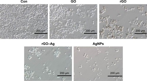 Figure 8 Morphology of human ovarian cancer cells treated with GO, rGO, rGO–Ag nanocomposite, and AgNPs.Abbreviations: Con, control; GO, graphene oxide; rGO, reduced graphene oxide; AgNPs, silver nanoparticles.