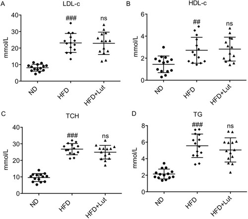 Figure 1 Luteolin administration did not affect hyperlipidemia profile in HFD-fed ApoE-/- mice.