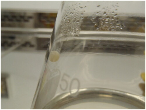 Figure 4. Colony of B. flexus, after irradiation with γ + n0. Agglomeration in sphere-like structure was not anticipated. No further growth was observed. Photograph taken on 13 November 2014.