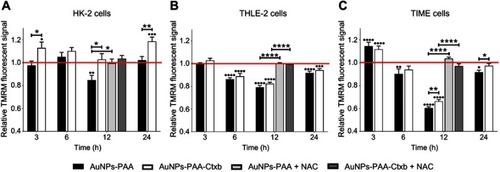 Figure 6 Mitochondrial membrane potential measurements of the HK-2 cells (A), THLE-2 cells (B) and TIME cells (C) after exposure to AuNPs-PAA or AuNPs-PAA-Ctxb. TIME cells were exposed to 3.0 µg Au/mL, THLE-2 and HK-2 cells were exposed to 5.0 µg Au/mL of AuNPs-PAA or AuNPs-PAA-Ctxb. During the 12 h exposure, 2 nM NAC was added to assess oxidative stress. The mitochondrial membrane potential was measured with TMRM fluorescence, detected by flow cytometry. The results are expressed as mean TMRM fluorescent signal relative to the unexposed control cells (red line) ± SE and are obtained from at least three independent experiments with a minimum of three replicates per condition. Significant difference in TMRM signal compared to the unexposed control was calculated by a one-way ANOVA and a Dunnett post-hoc test (bullets). Significant difference in TMRM fluorescent signal between AuNPs-PAA and AuNPs-PAA-Ctxb exposed cells, or between nanoparticle-exposed cells and NAC co-exposed cells, was calculated by a Student’s t-test (asterisks) (*p<0.05, **p<0.01, ***p<0.001 ****p<0.0001).Abbreviations: ANOVA, analysis of variance; AuNPs-PAA, polyallylamine-coated gold nanoparticles; Ctxb, Cetuximab; HK-2, human kidney cells; NAC, N-acetyl L-cysteine; SE, standard error; THLE-2, human liver cells; TIME, human telomerase immortalized microvascular endothelial cells; TMRM, tetramethylrhodamine methyl ester.