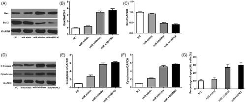 Figure 3. Recombinant HIPK2 antagonized miR-27b-3p mimic-inhibited cell apoptosis. (A–F) The protein level of Bax, Bcl2, cleaved caspase-3 and cytochrome determined by Western blotting. (G) Percentage of apoptotic cells measured after treatment with miR-27b-3p mimic or combination of HIPK2 and miR-27b-3p inhibitor.