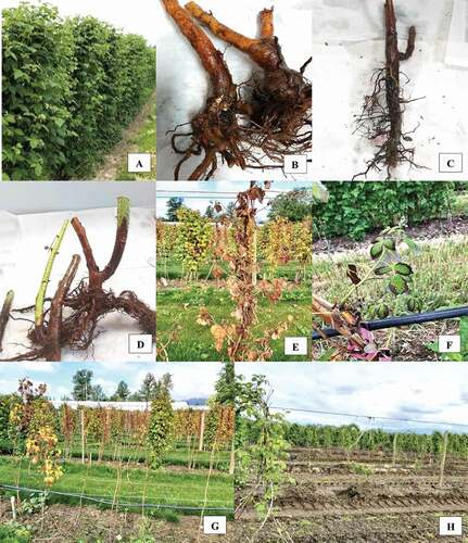 Fig. 2 Symptoms of red raspberry root rot complex. (a) Healthy raspberry plants without any disease symptoms. (b-d) Dark reddish-brown lesions at crown/roots with very few new rootlets. (e) Cane wilting with necrosis. (f) Leaf scorching. (g-h) Severely infected fields showing plants with leaf chlorosis and scorching, wilting and completely dead canes.